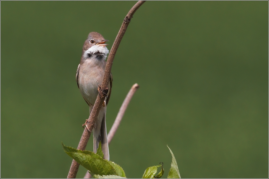 Pěnice hnědokřídlá ( Sylvia communis )