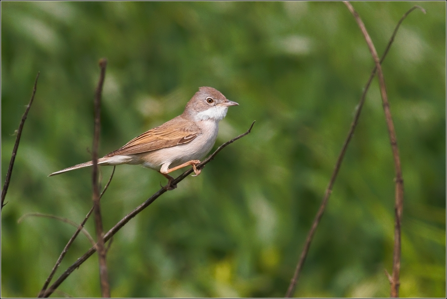 Pěnice hnědokřídlá ( Sylvia communis )