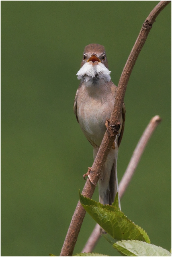 Pěnice hnědokřídlá ( Sylvia communis )