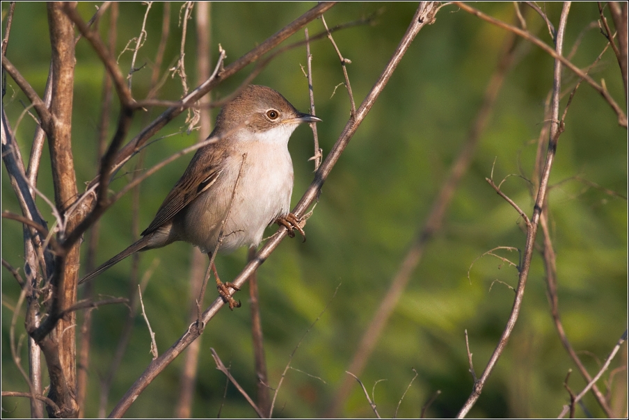 Pěnice hnědokřídlá ( Sylvia communis )