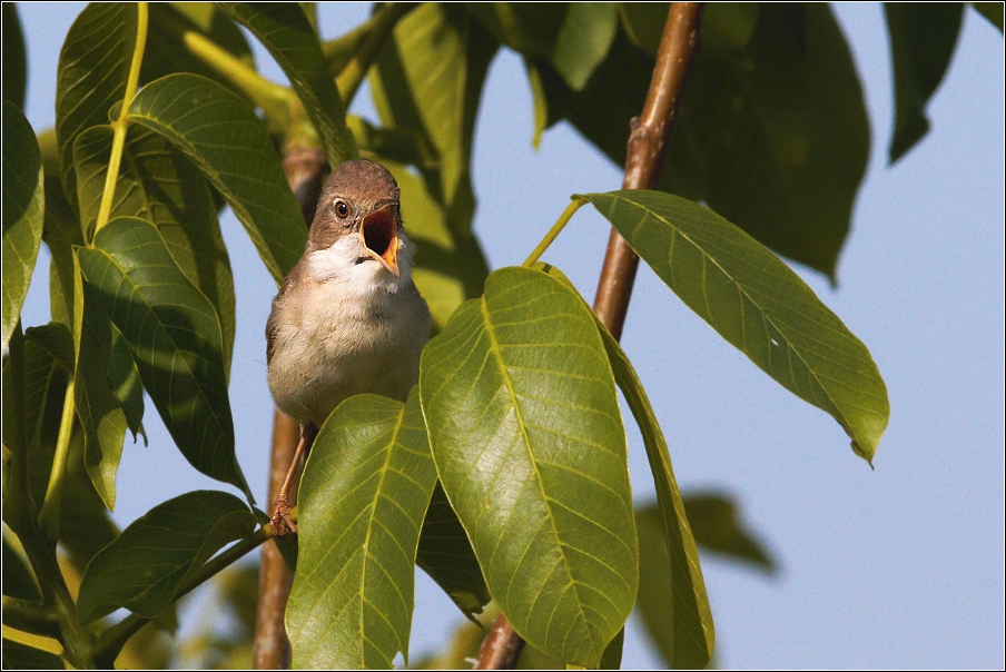 Pěnice hnědokřídlá  ( Sylvia communis )