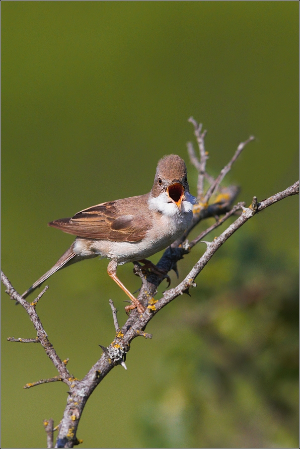 Pěnice hnědokřídlá  ( Sylvia communis )