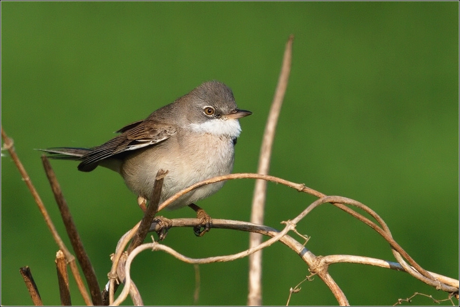 Pěnice hnědokřídlá  ( Sylvia communis )