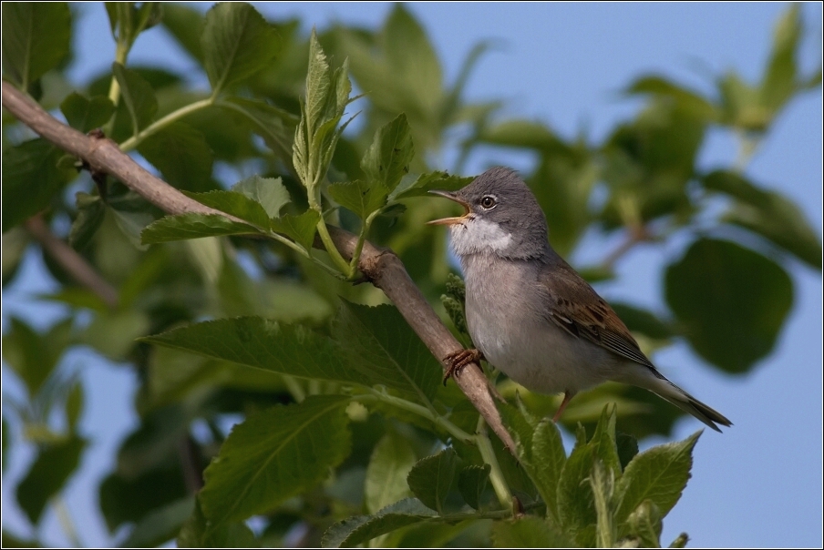 Pěnice hnědokřídlá  ( Sylvia communis )