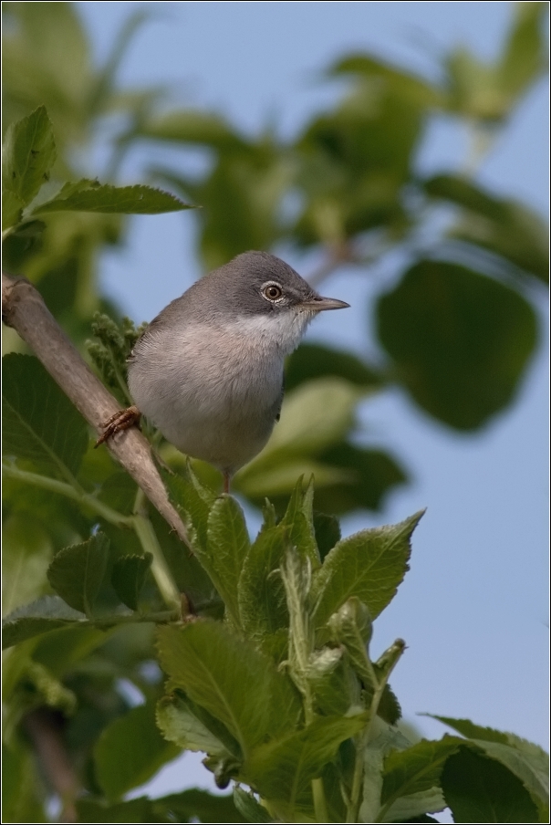 Pěnice hnědokřídlá  ( Sylvia communis )