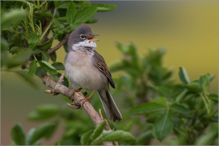 Pěnice hnědokřídlá  ( Sylvia communis )