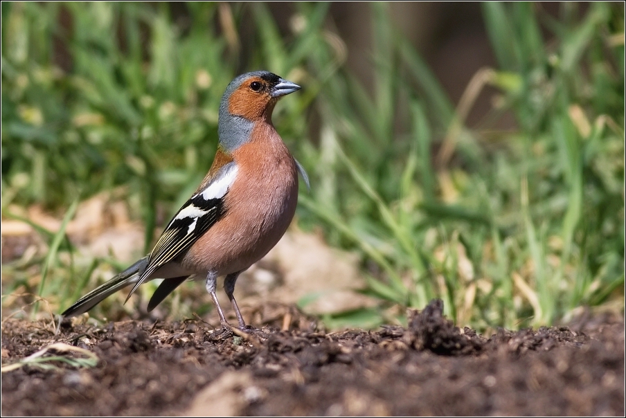 Pěnkava obecná  ( Fringilla coelebs )