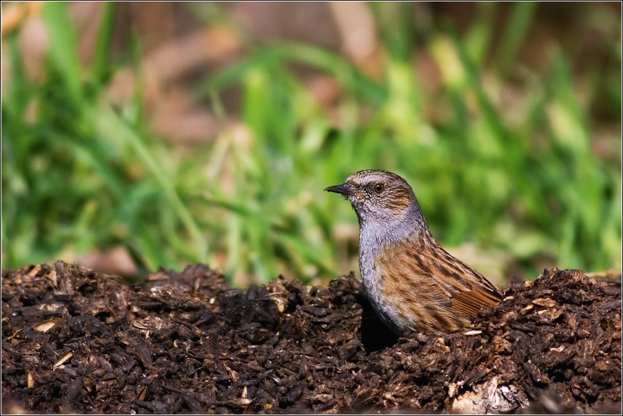 Pěvuška modrá  ( Prunella modularis )