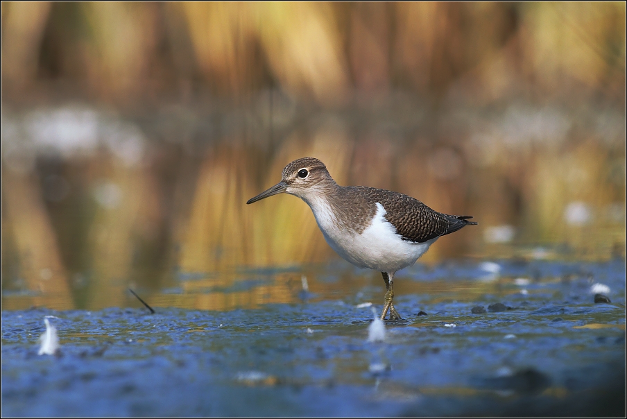 Pisík obecný ( Actitis hypoleucos )