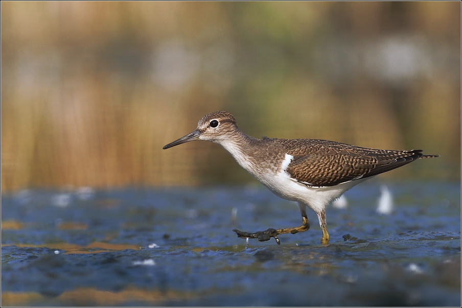 Pisík obecný ( Actitis hypoleucos )