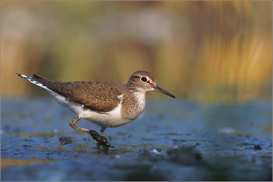 Pisík obecný ( Actitis hypoleucos )