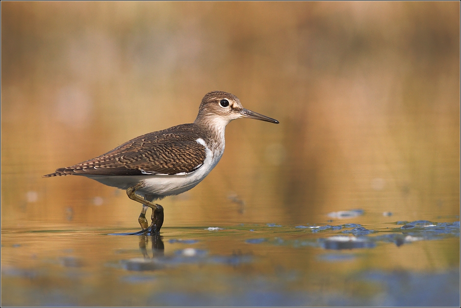 Pisík obecný ( Actitis hypoleucos )