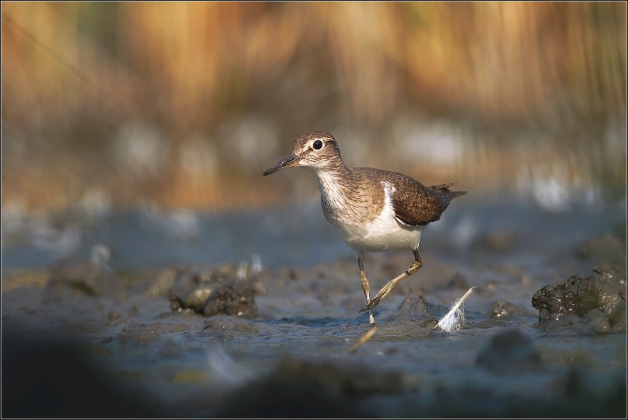 Pisík obecný ( Actitis hypoleucos )