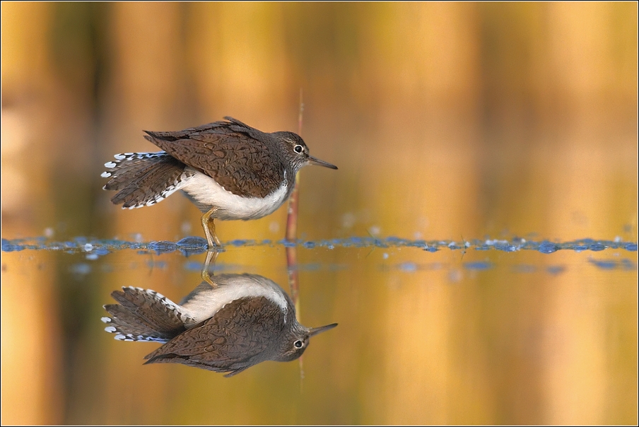 Pisík obecný ( Actitis hypoleucos )