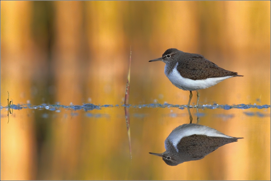 Pisík obecný ( Actitis hypoleucos )