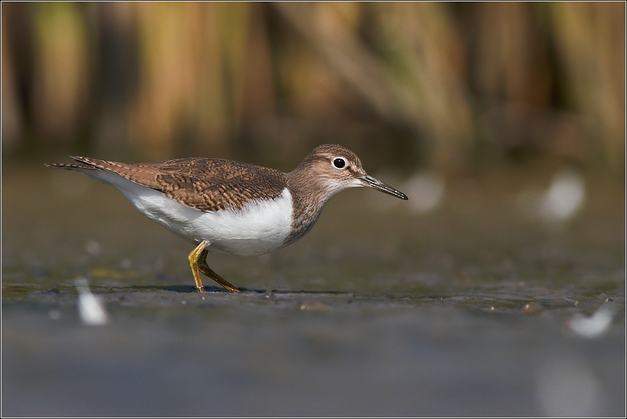 Pisík obecný ( Actitis hypoleucos )