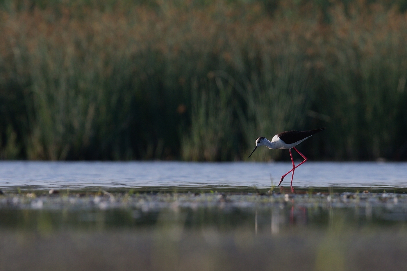 Pisila čáponohá  ( Himantopus himantopis )