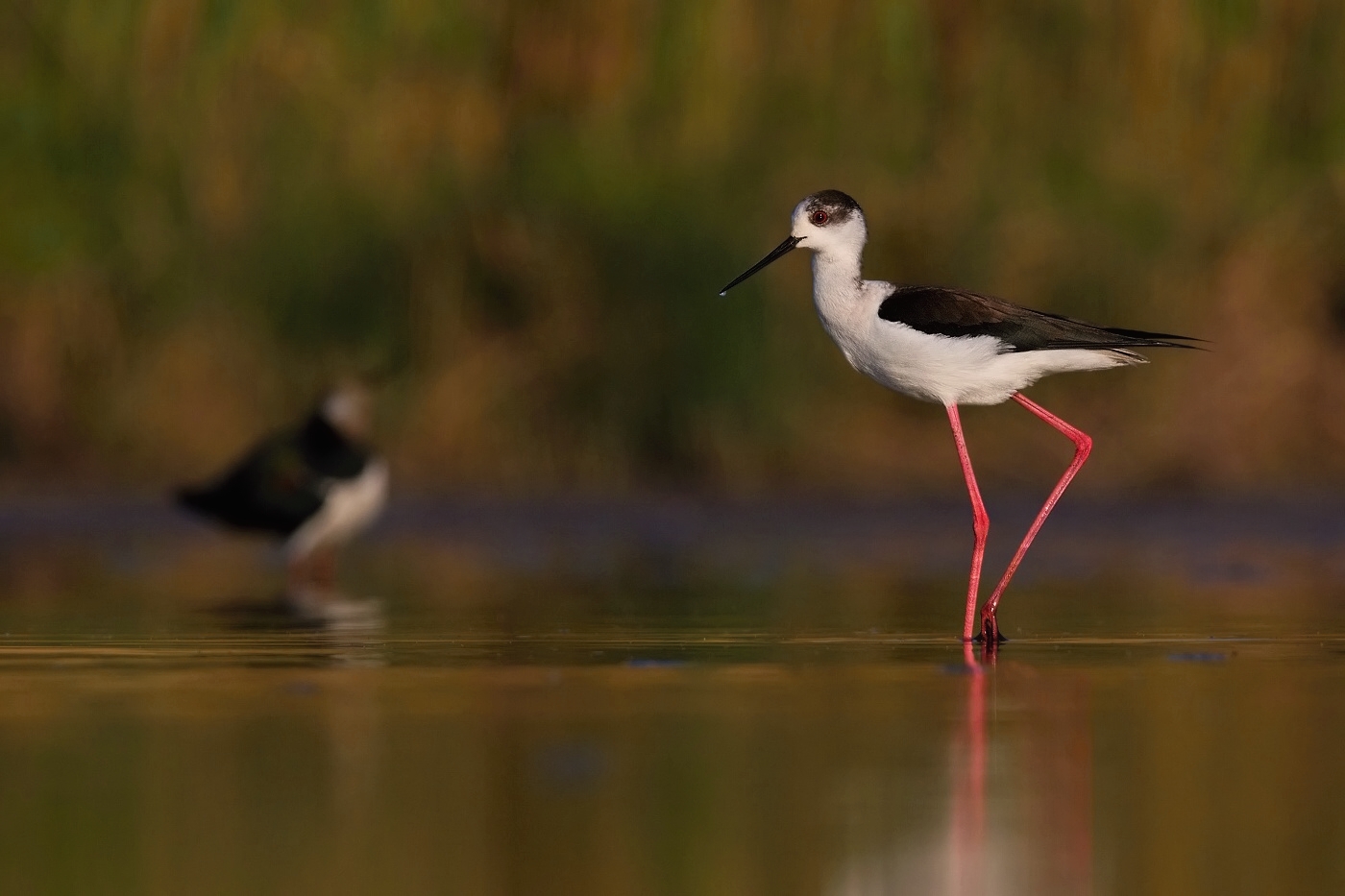 Pisila čáponohá  ( Himantopus himantopis )