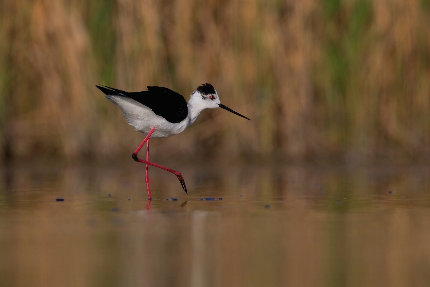 Pisila čáponohá  ( Himantopus himantopis )