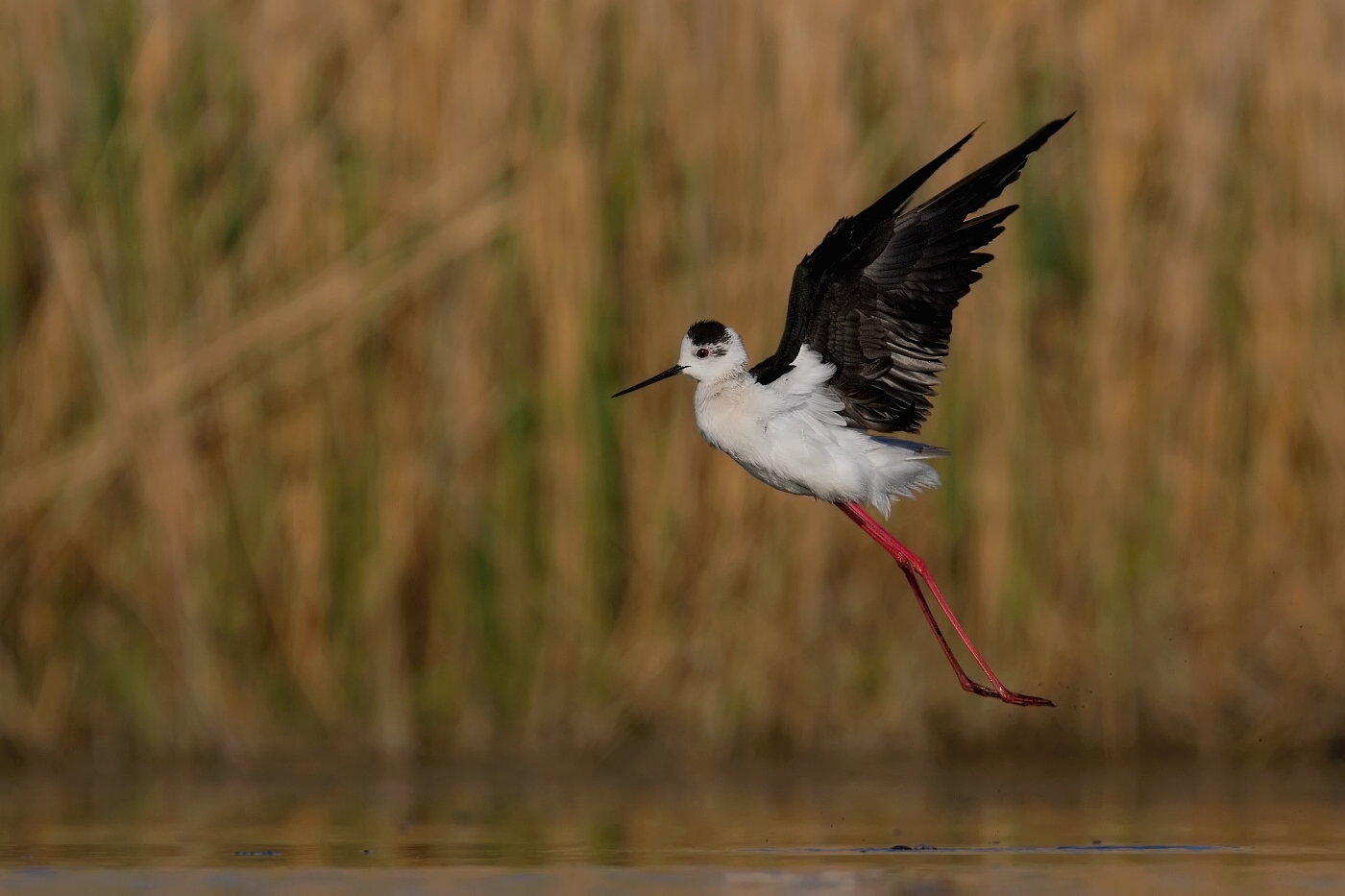 Pisila čáponohá  ( Himantopus himantopis )