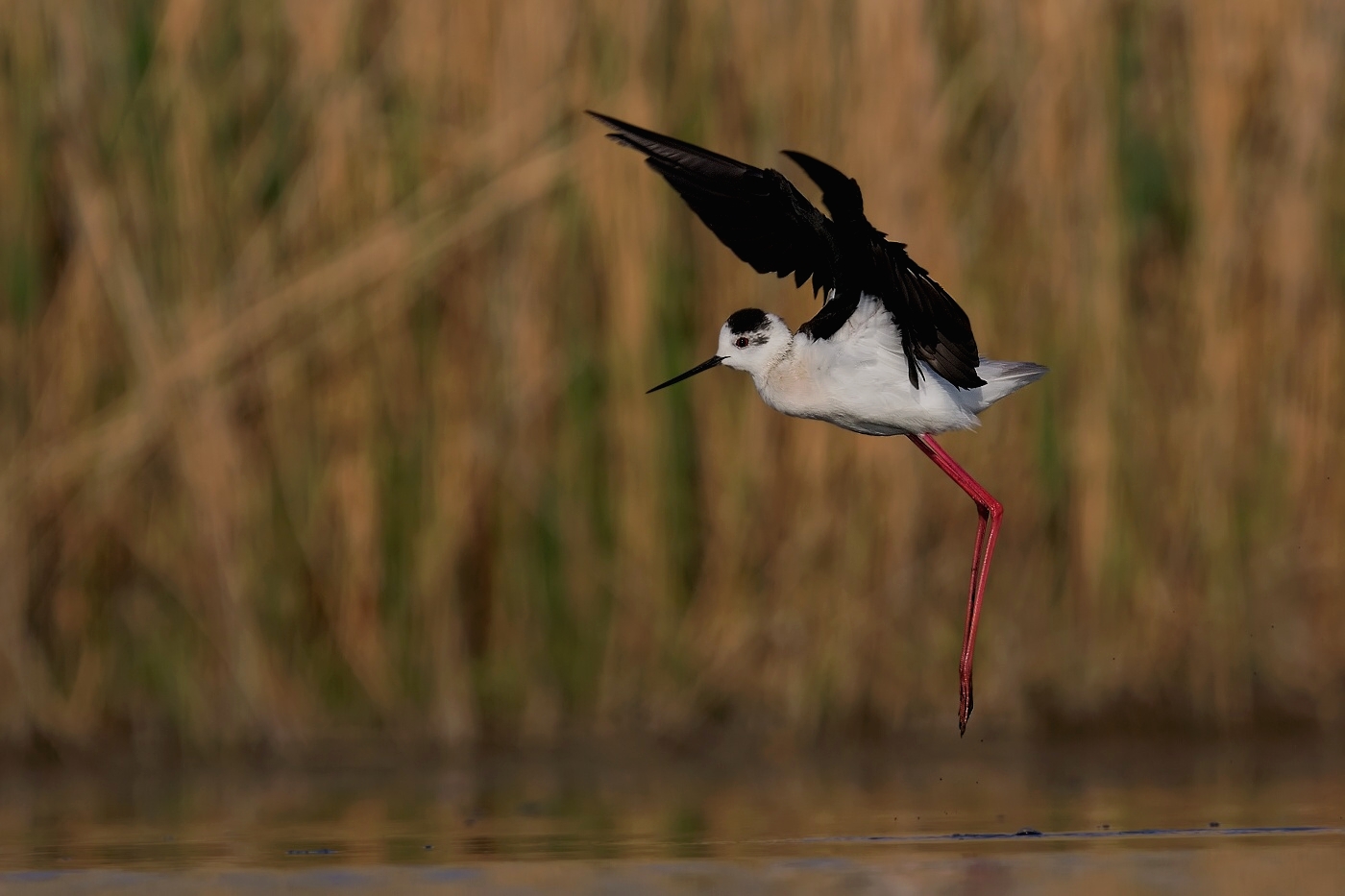 Pisila čáponohá  ( Himantopus himantopis )