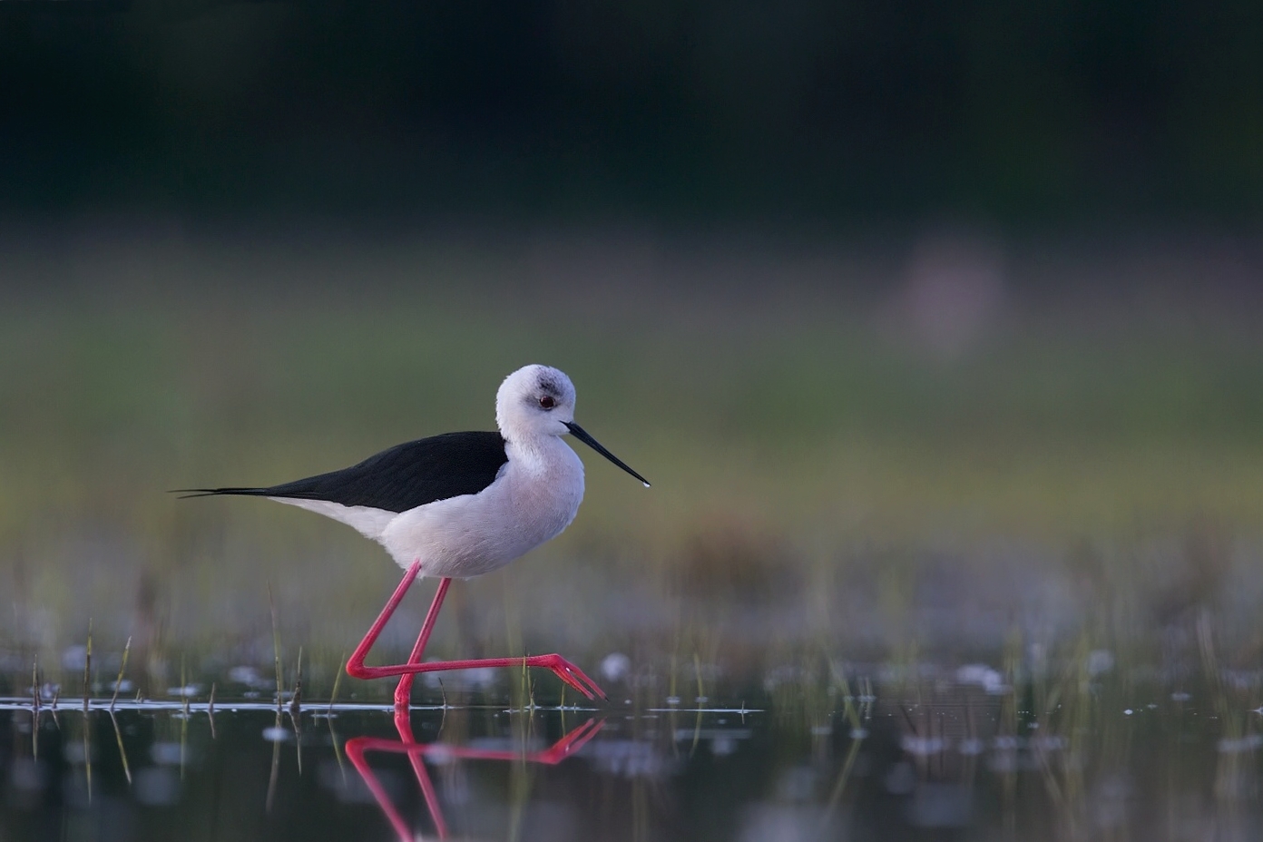 Pisila čáponohá  ( Himantopus himantopis )