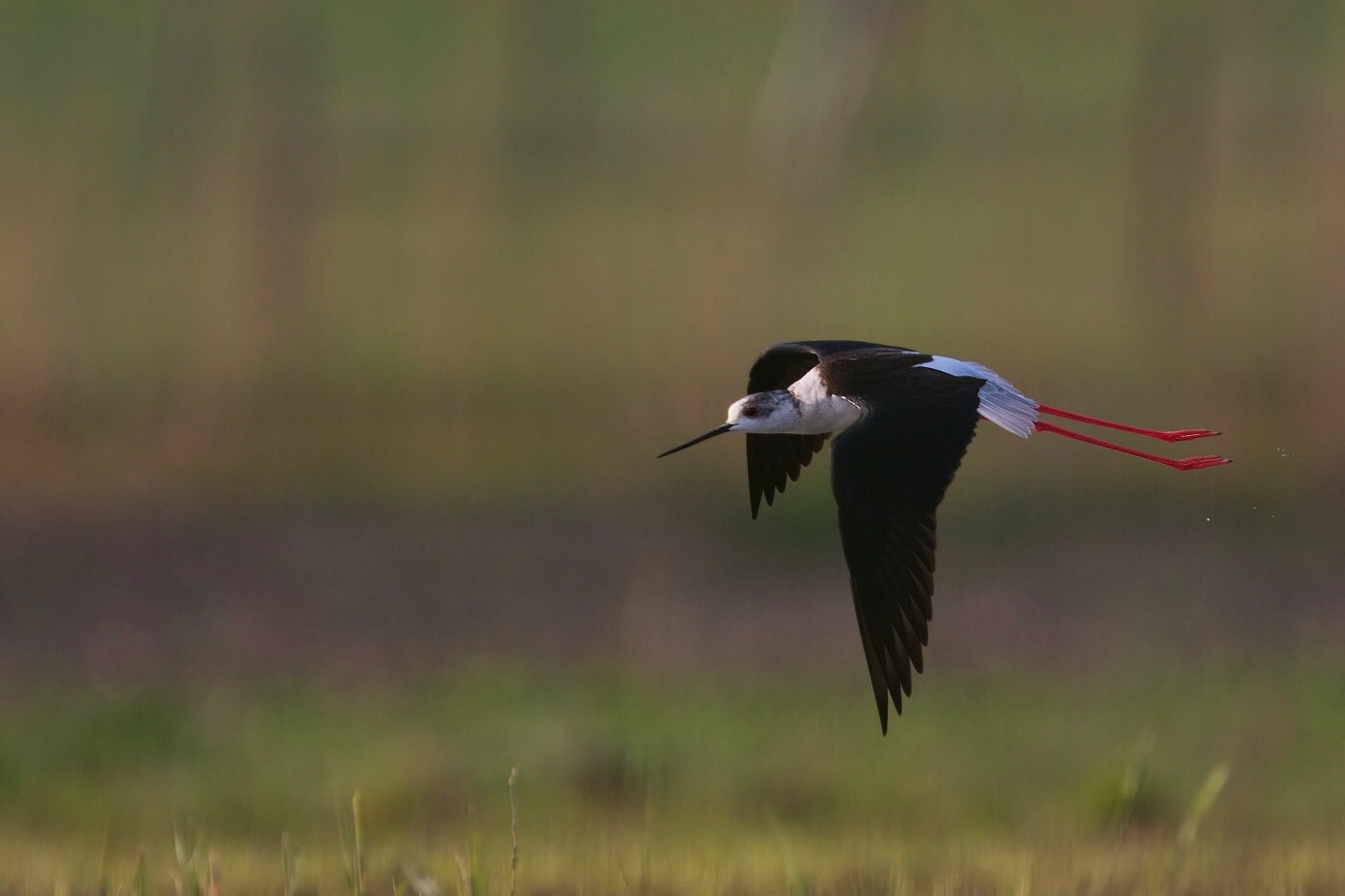 Pisila čáponohá  ( Himantopus himantopis )