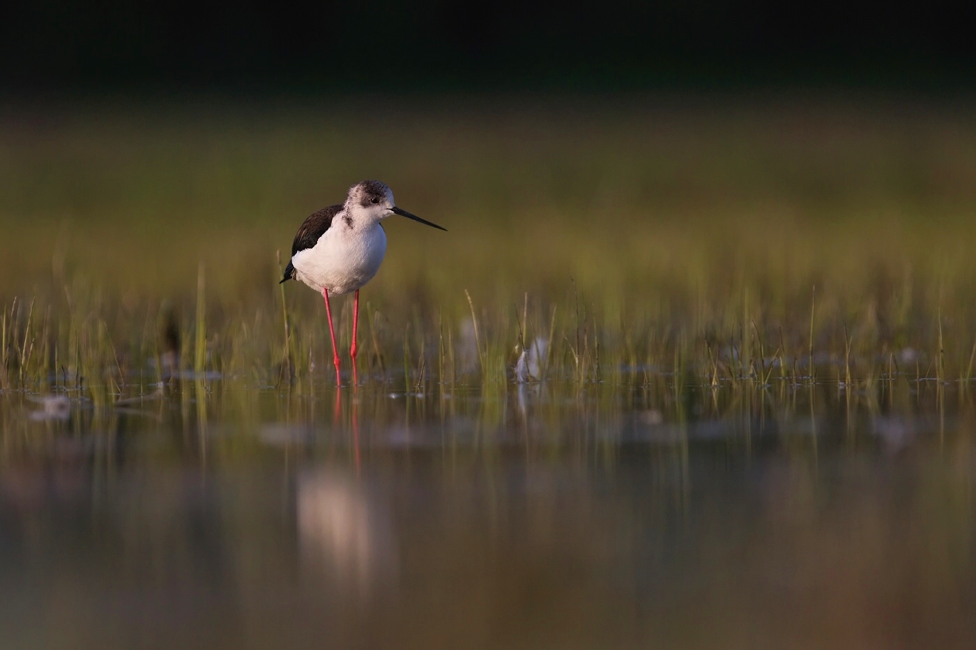 Pisila čáponohá  ( Himantopus himantopis )