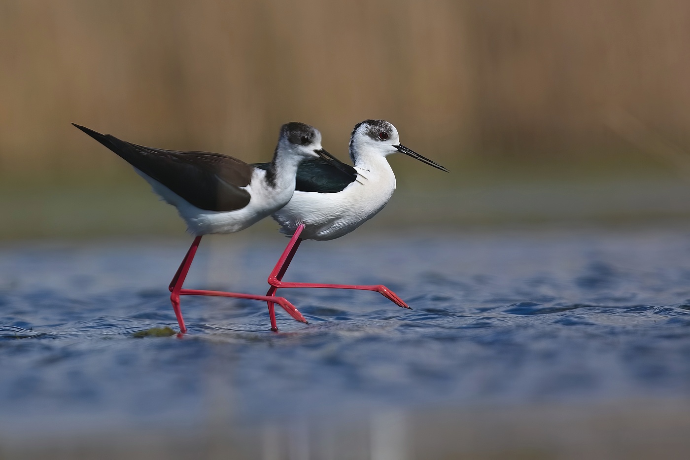 Pisila čáponohá  ( Himantopus himantopus )