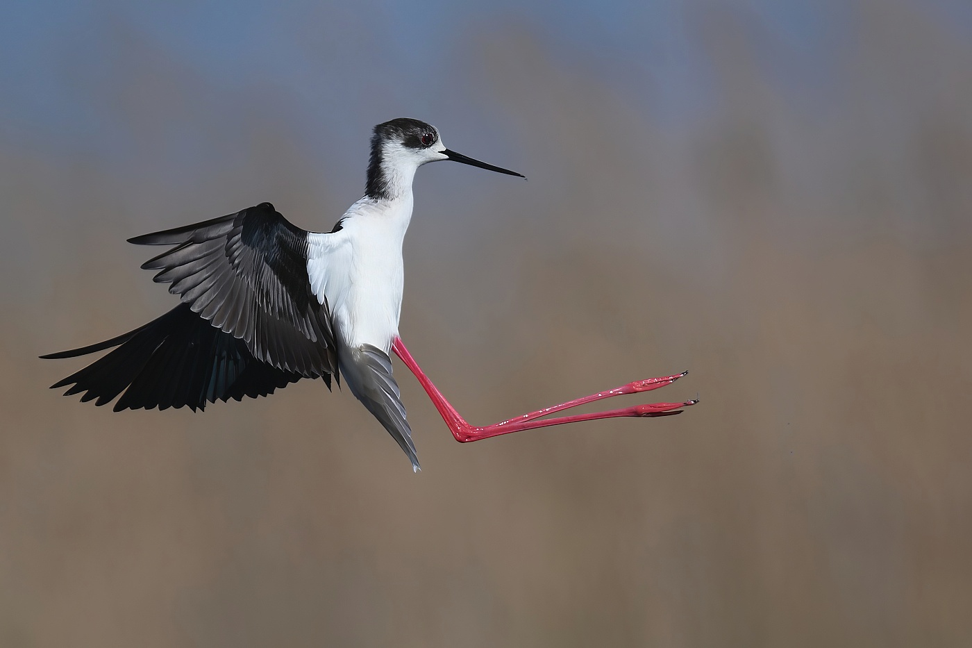 Pisila čáponohá  ( Himantopus himantopus )