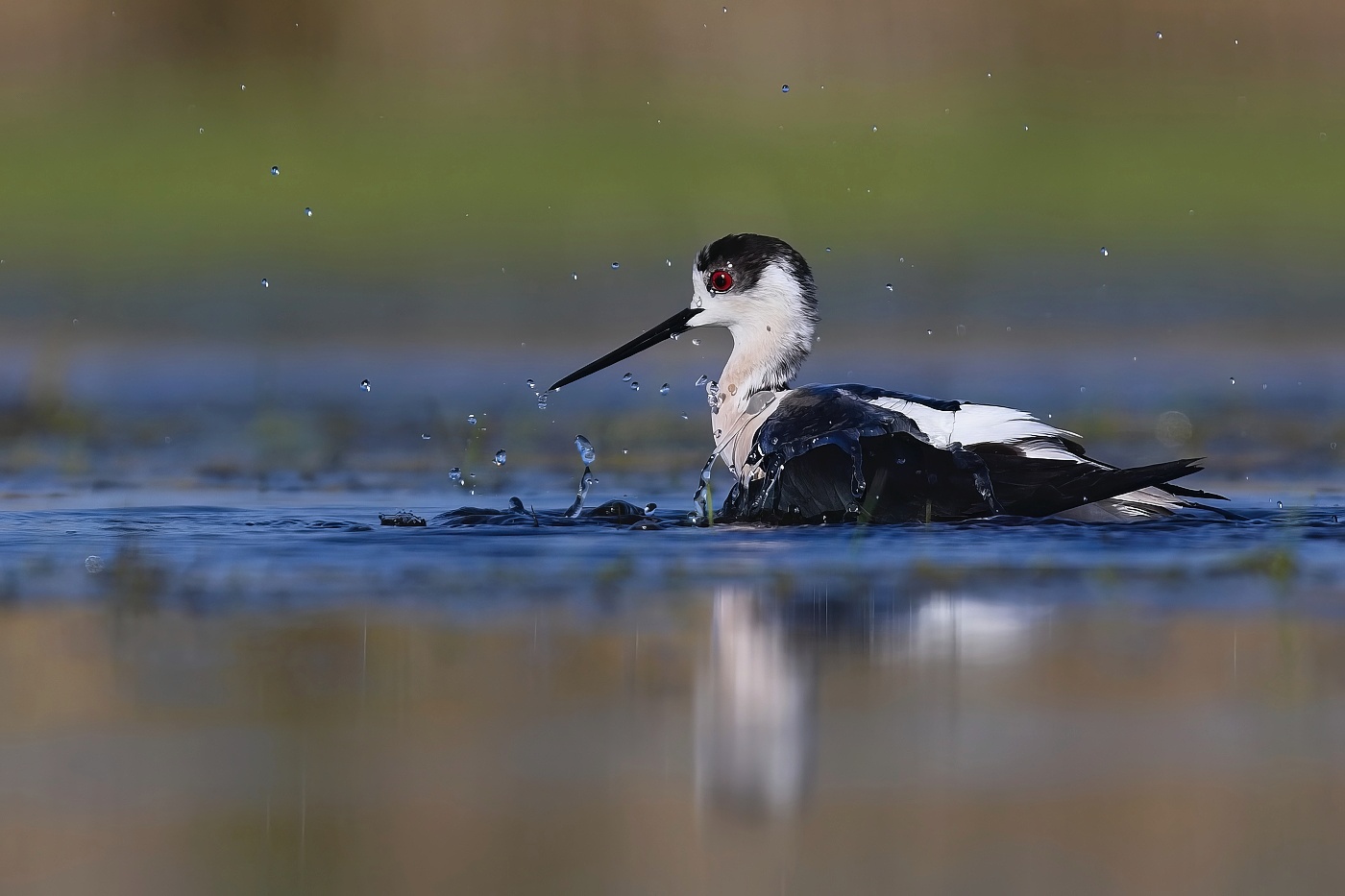 Pisila čáponohá  ( Himantopus himantopus )