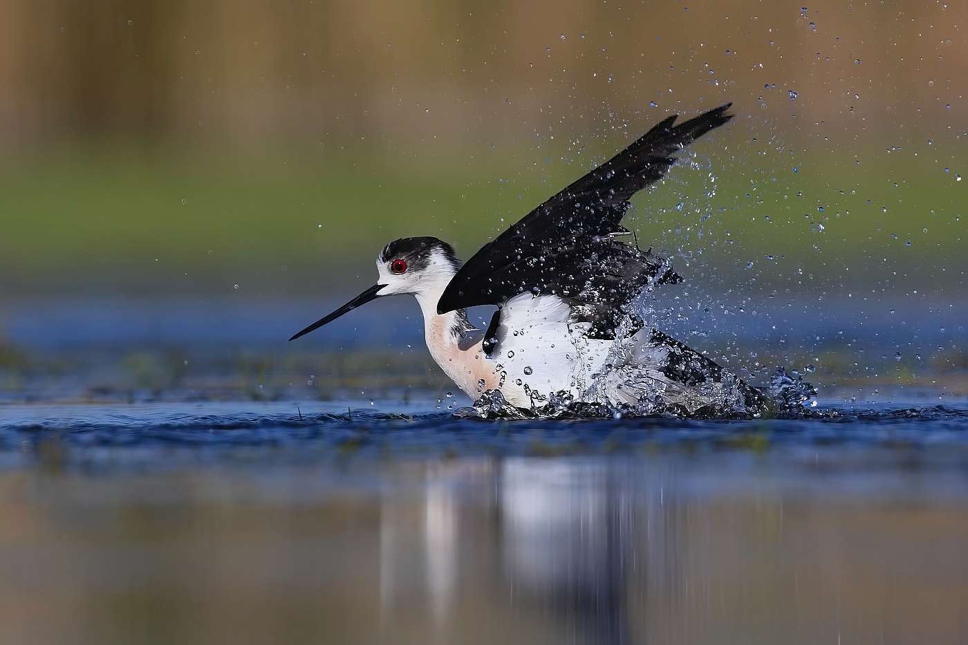 Pisila čáponohá  ( Himantopus himantopus )