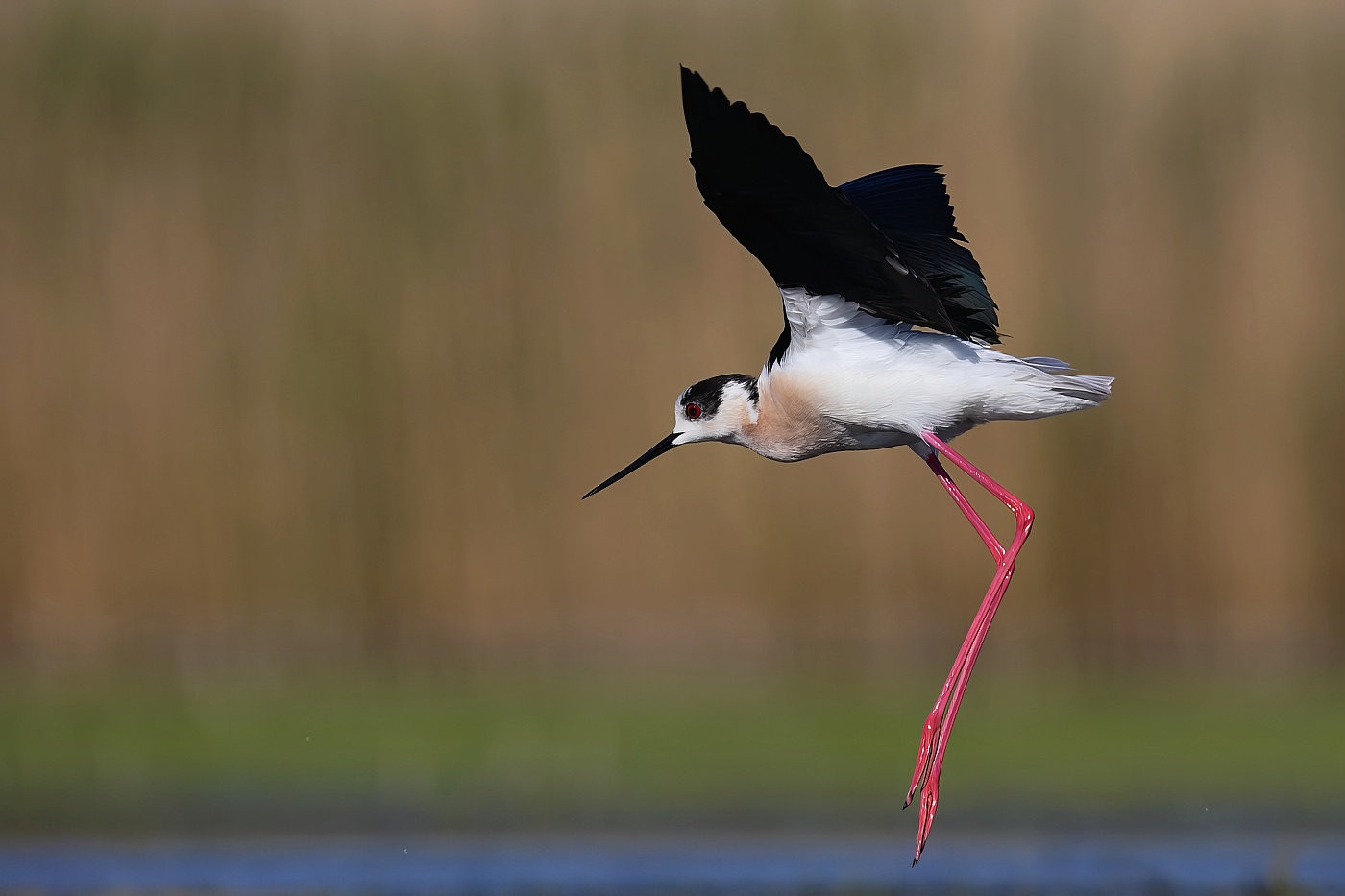 Pisila čáponohá  ( Himantopus himantopus )