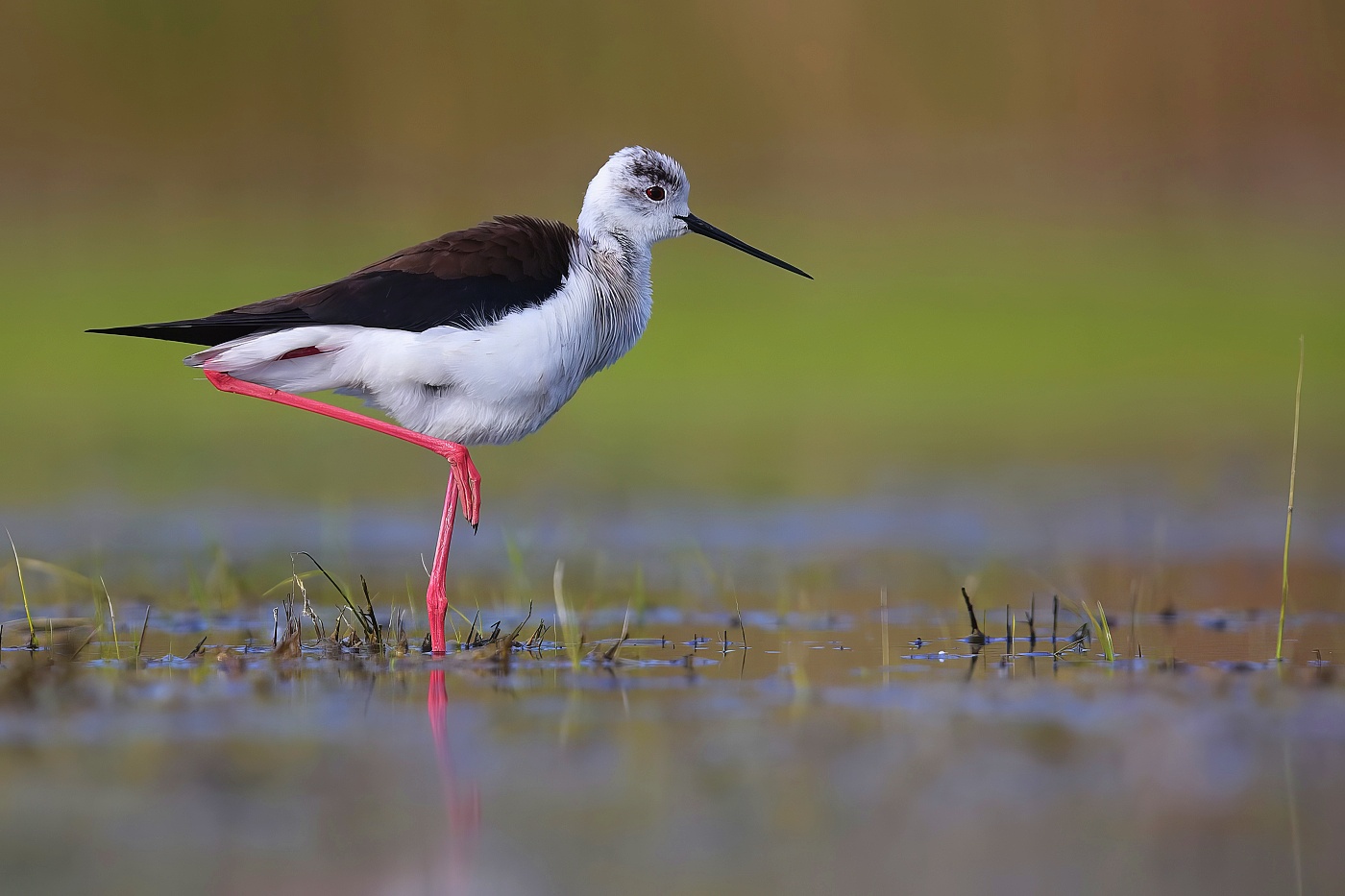 Pisila čáponohá  ( Himantopus himantopus )