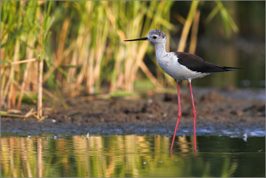 Pisila čáponohá ( Himantopus himantopus )