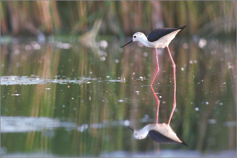 Pisila čáponohá ( Himantopus himantopus )