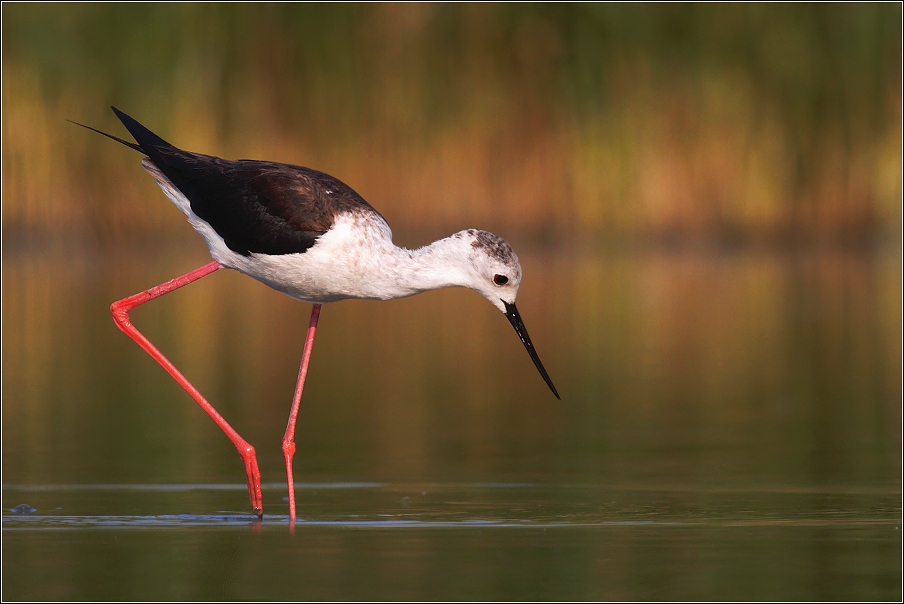 Pisila čáponohá ( Himantopus himantopus )