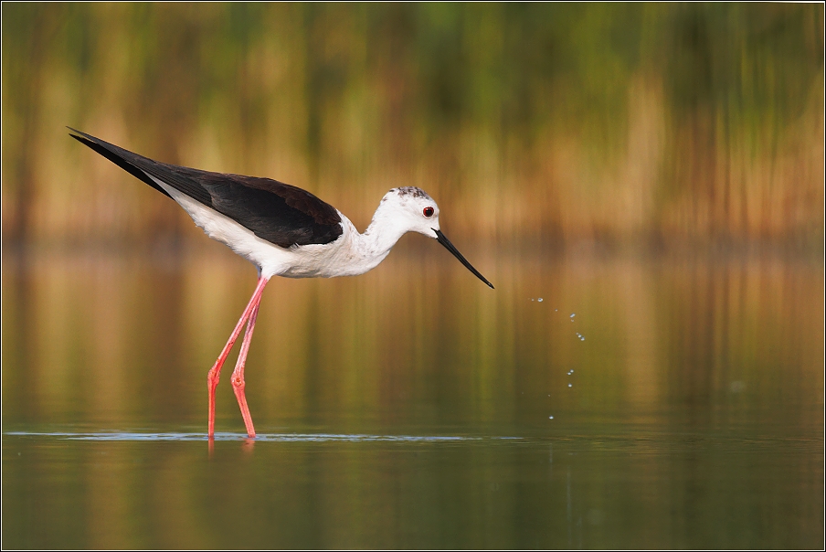 Pisila čáponohá ( Himantopus himantopus )