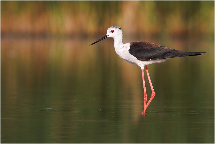 Pisila čáponohá ( Himantopus himantopus )