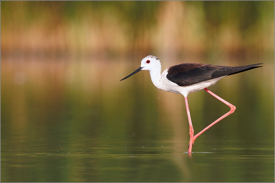 Pisila čáponohá ( Himantopus himantopus )