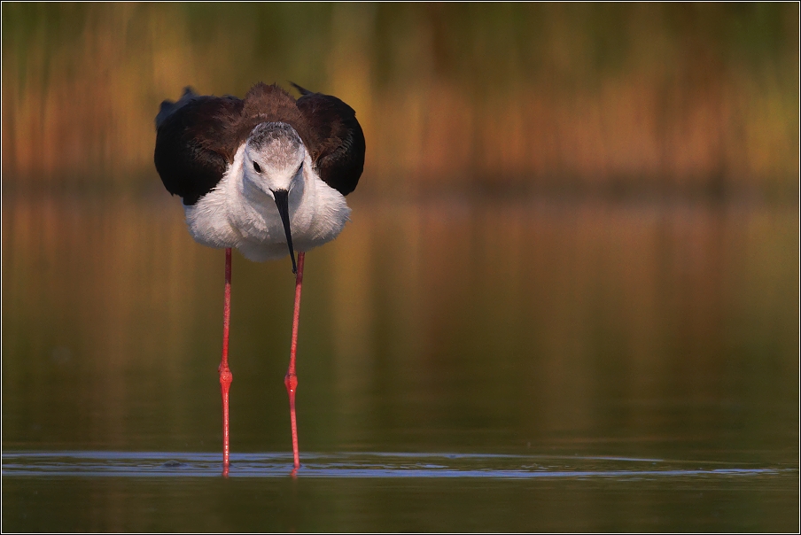 Pisila čáponohá ( Himantopus himantopus )