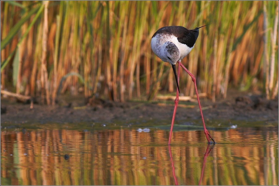 Pisila čáponohá ( Himantopus himantopus )