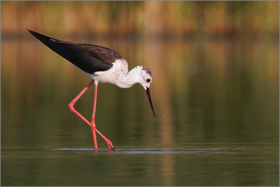 Pisila čáponohá ( Himantopus himantopus )