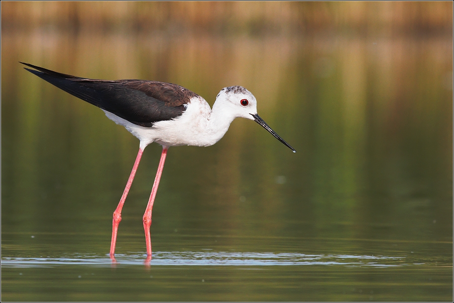 Pisila čáponohá ( Himantopus himantopus )