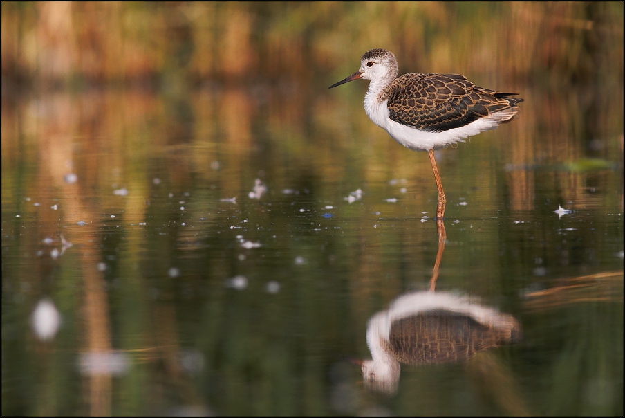 Pisila čáponohá ( Himantopus himantopus )