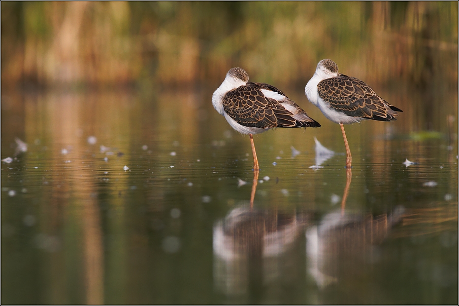 Pisila čáponohá ( Himantopus himantopus )