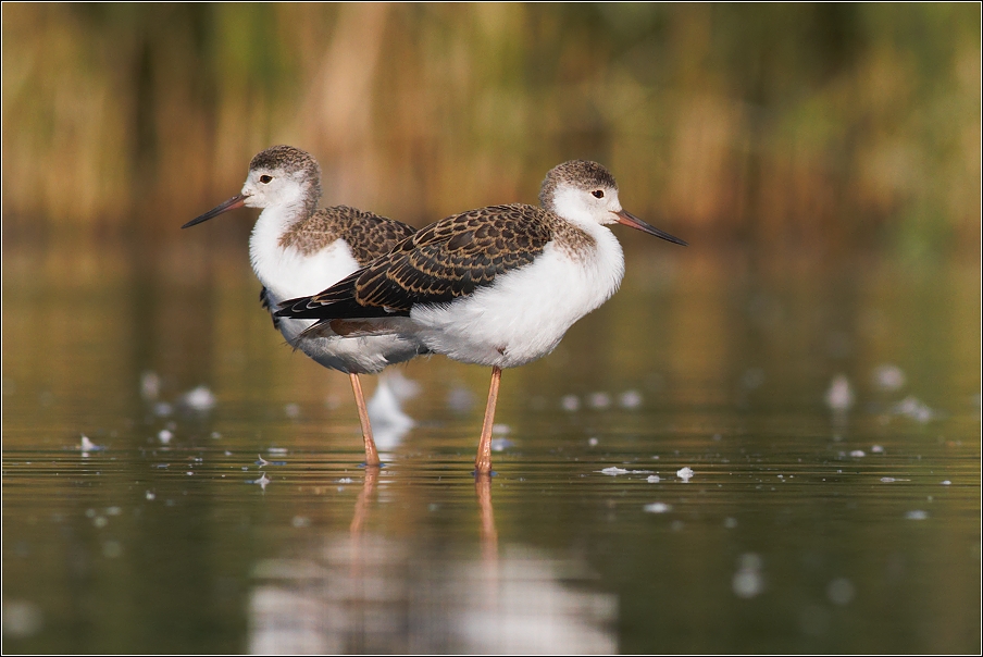 Pisila čáponohá ( Himantopus himantopus )