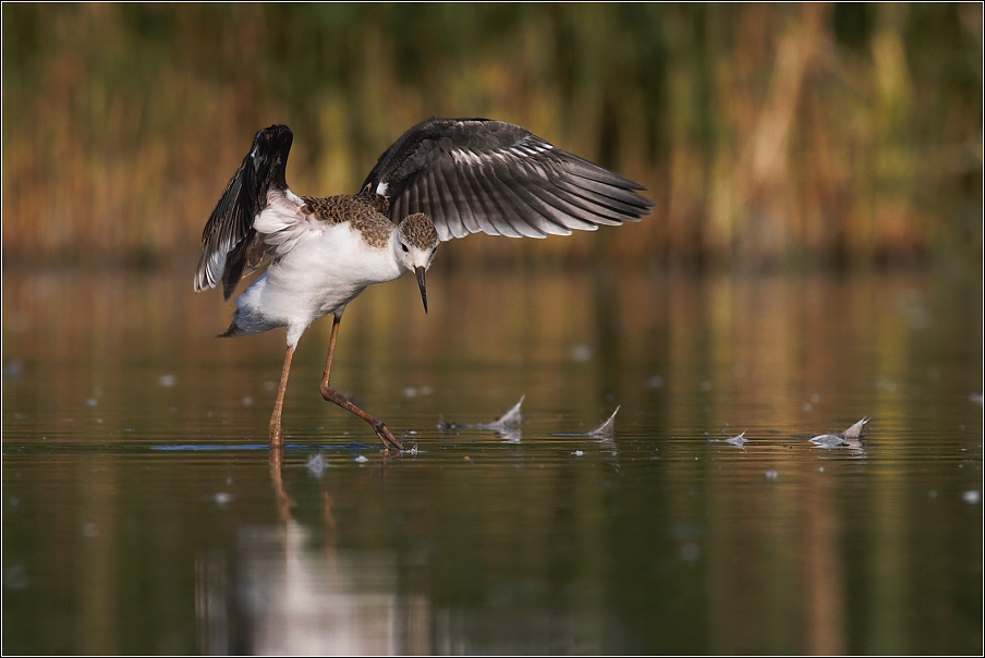 Pisila čáponohá ( Himantopus himantopus )