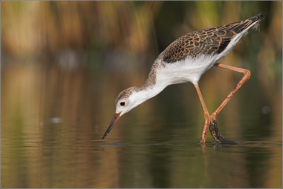 Pisila čáponohá ( Himantopus himantopus )