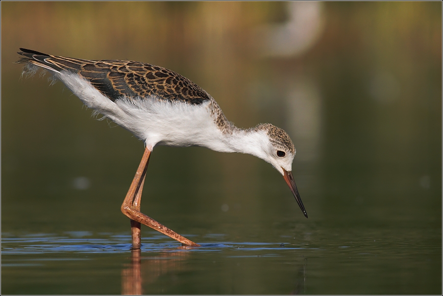 Pisila čáponohá ( Himantopus himantopus )